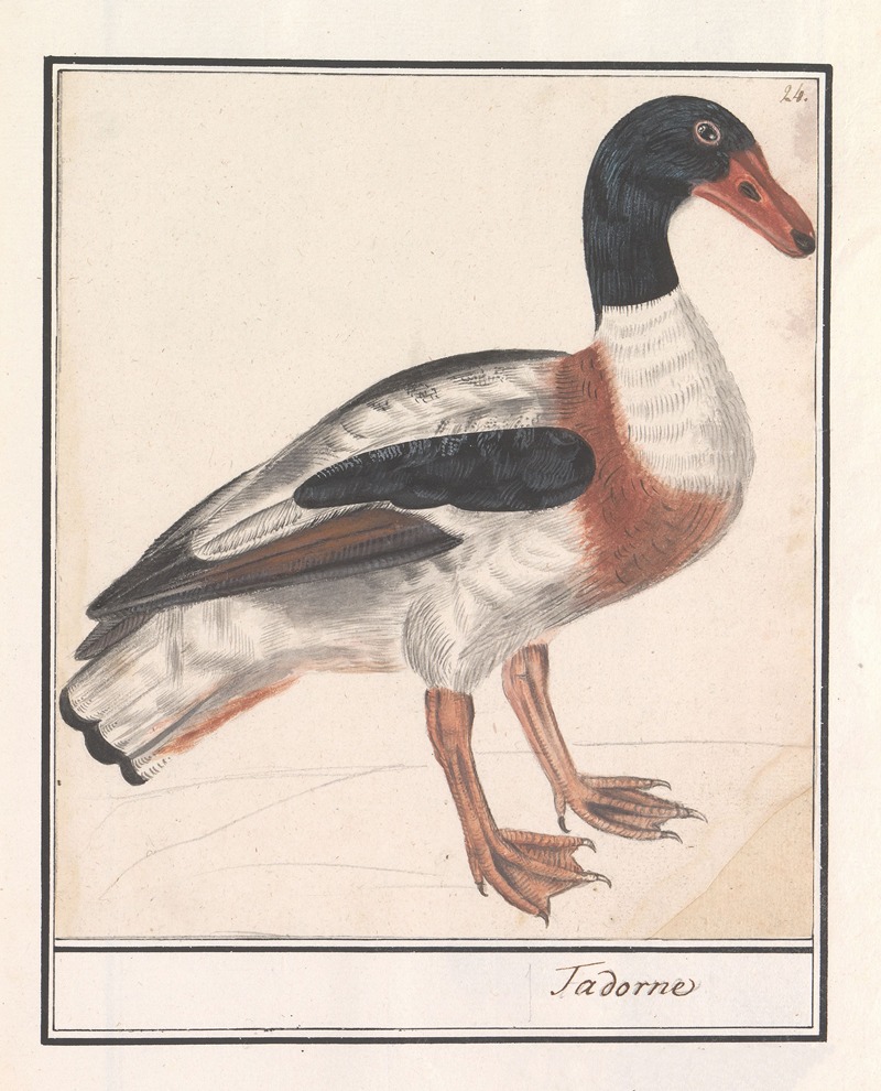 Bergeend (Tadorna tadorna) — Anselmus Boëtius de Boodt
