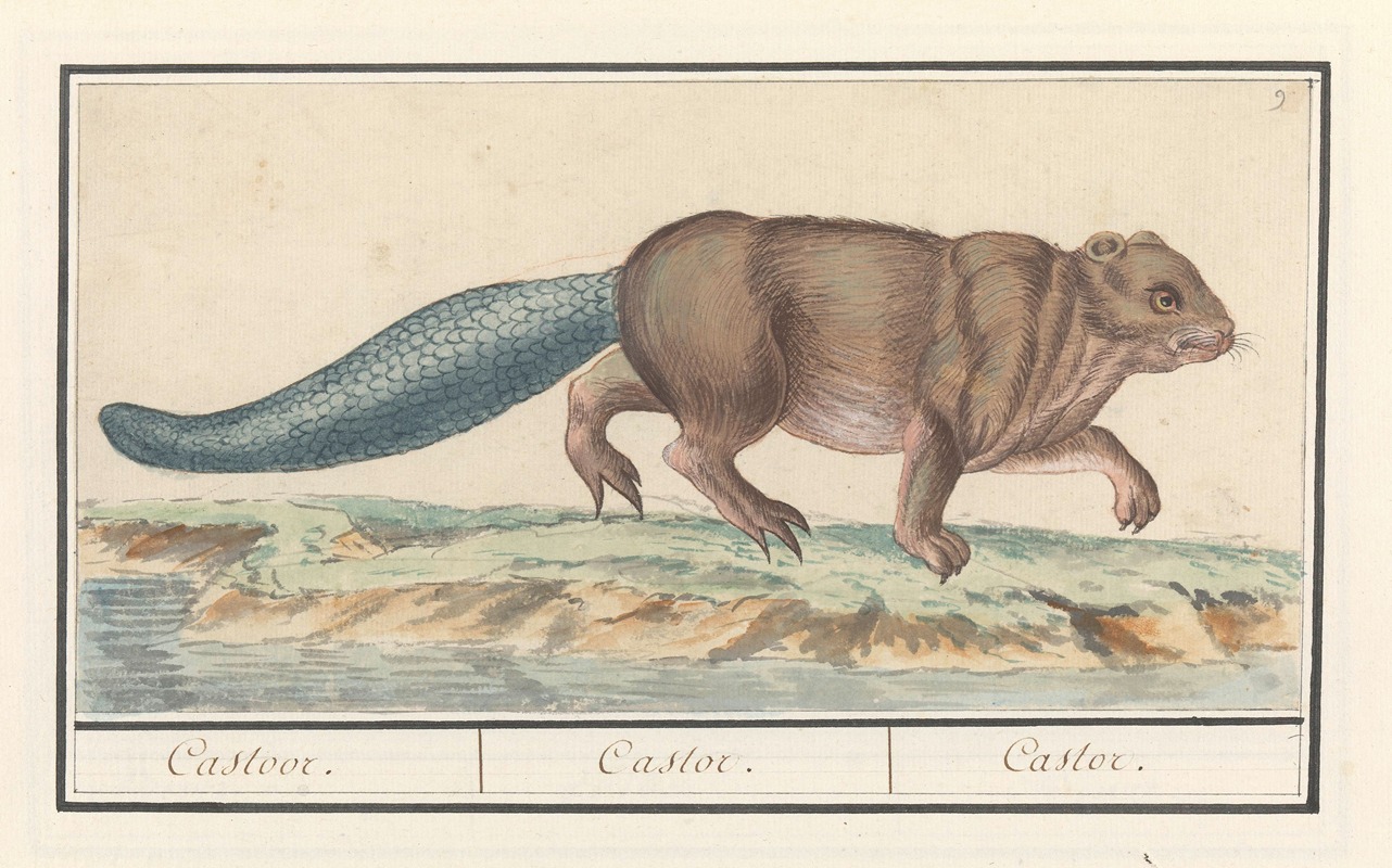 Bever (Castor) Castoor. Castor. Castor. by Anselmus Boëtius de Boodt, 1596-1610 — digital art print download