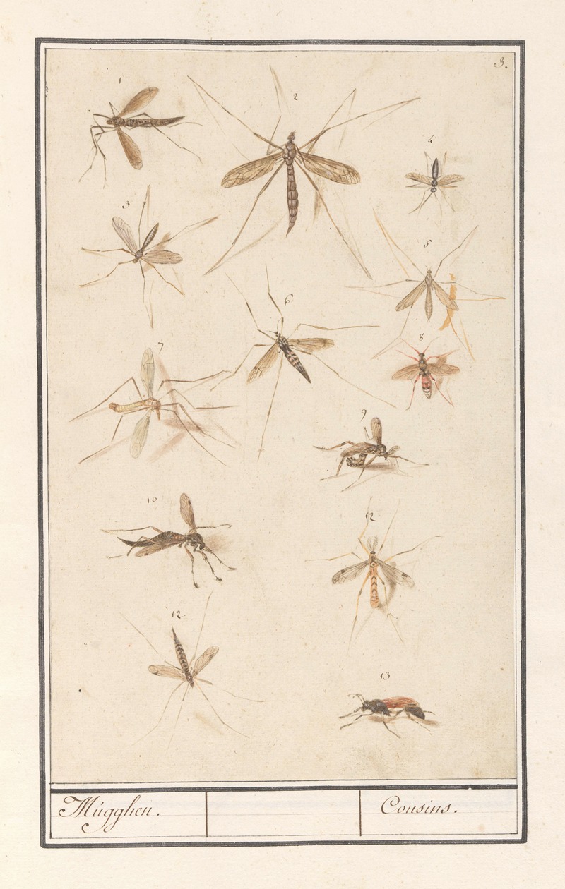 Blad met dertien muggen Mugghen. Cousins. — Anselmus Boëtius de Boodt