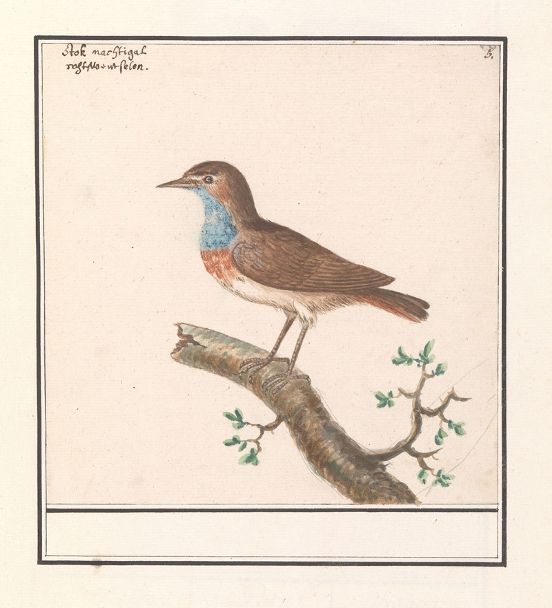Blauwborst (Luscinia svecica) by Anselmus Boëtius de Boodt, 1596-1610 — digital art print download