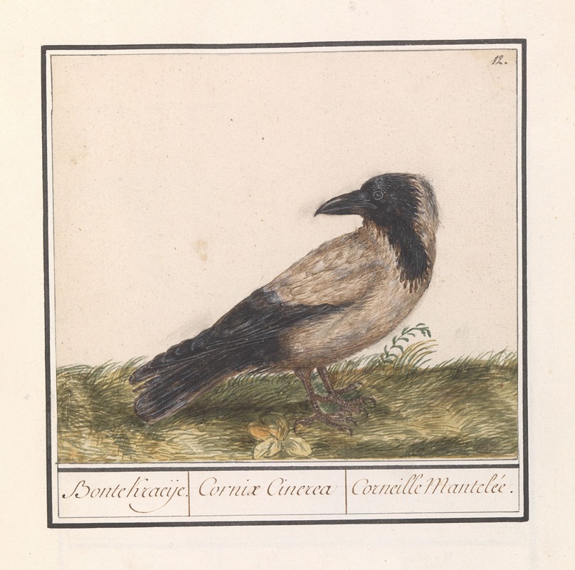 Bonte kraai (Corvus cornix) by Anselmus Boëtius de Boodt, 1596-1610 — digital art print download