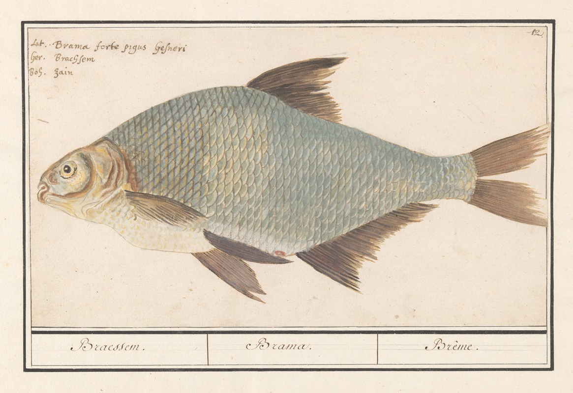 Brasem (Abramis brama) by Anselmus Boëtius de Boodt, 1596-1610 — digital art print download