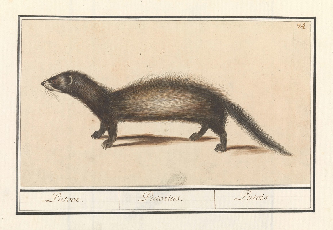 Bunzing (Mustela putorius) Putoor. Putorius. Putois. by Anselmus Boëtius de Boodt, 1596-1610 — digital art print download