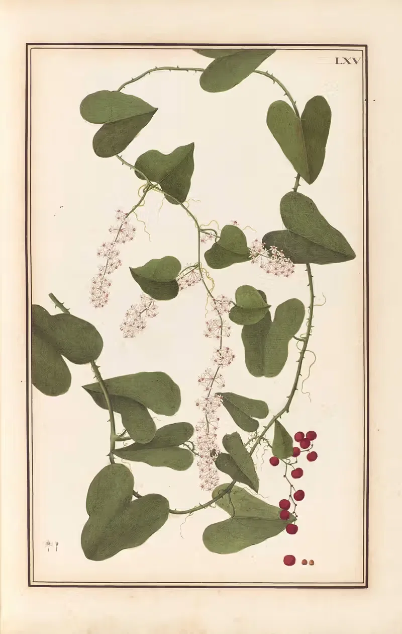 Stirpium imagines LXXV Pl.65 — Baldassare Cattrani