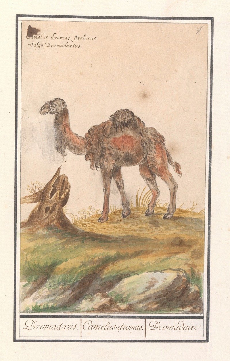 Dromedaris (Camelus dromedarius) Dromadaris. Camelus-dromas. Dromedaire — Anselmus Boëtius de Boodt