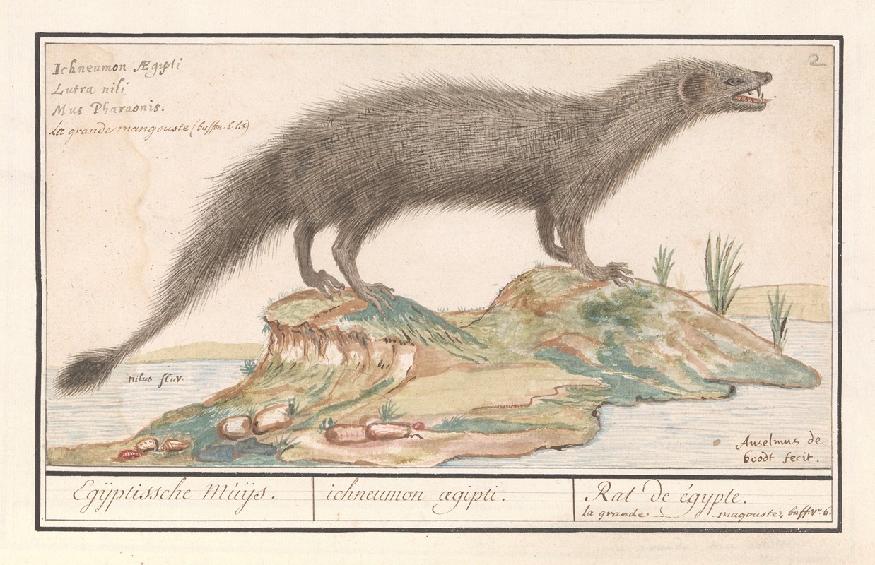 Egyptische ichneumon (Herpestes ichneumon) — Anselmus Boëtius de Boodt