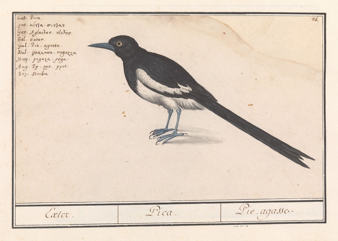 Ekster (Pica pica). by Anselmus Boëtius de Boodt, 1596-1610 — digital art print download