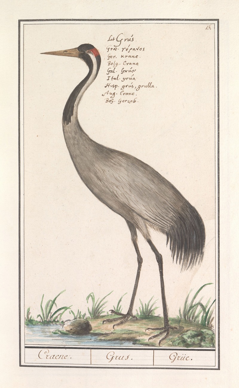 Europese kraanvogel (Grus grus) — Anselmus Boëtius de Boodt