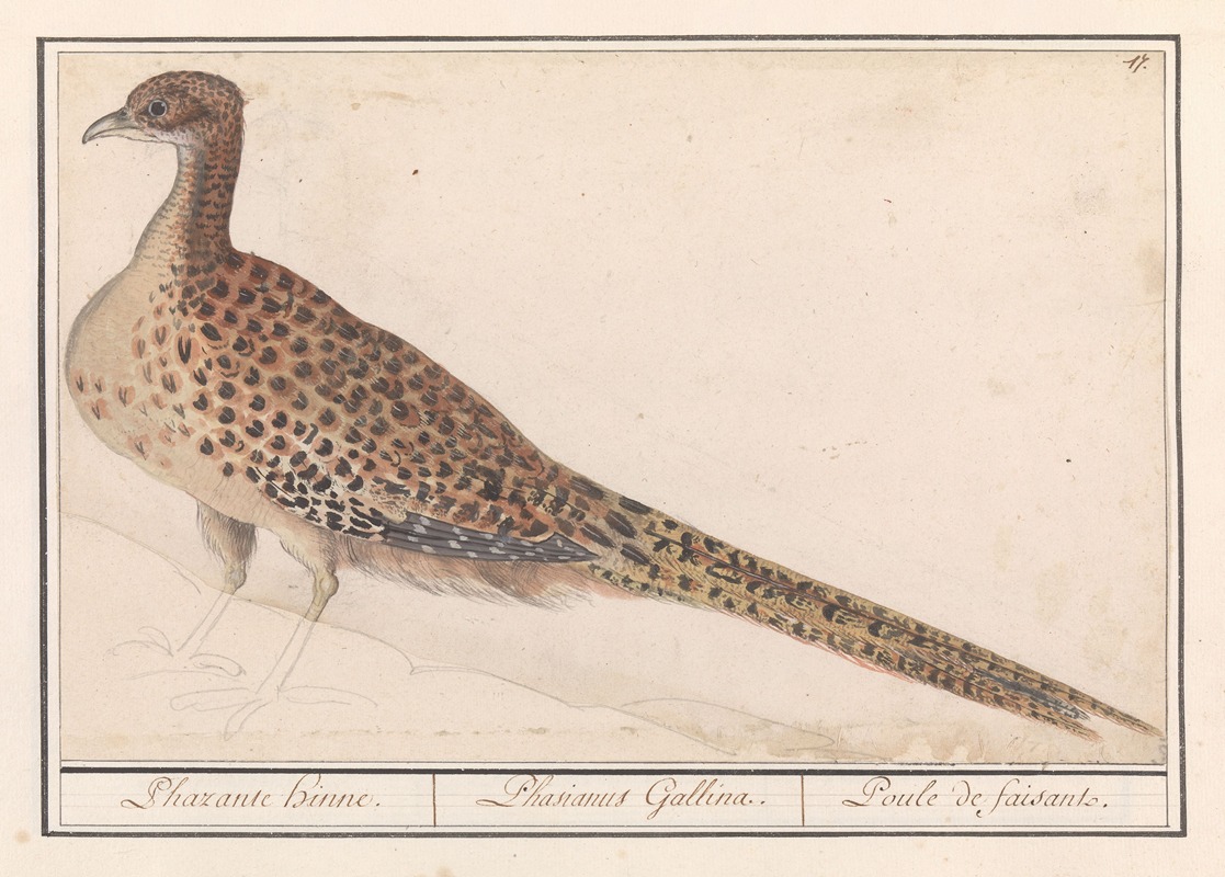 Fazant (Phasianus colchicus) by Anselmus Boëtius de Boodt, 1596-1610 — digital art print download