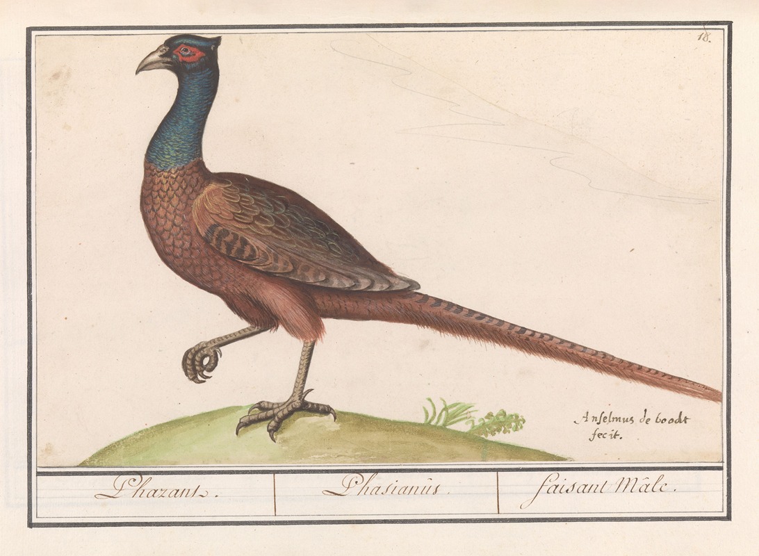 Fazant (Phasianus colchicus) by Anselmus Boëtius de Boodt, 1596-1610 — digital art print download