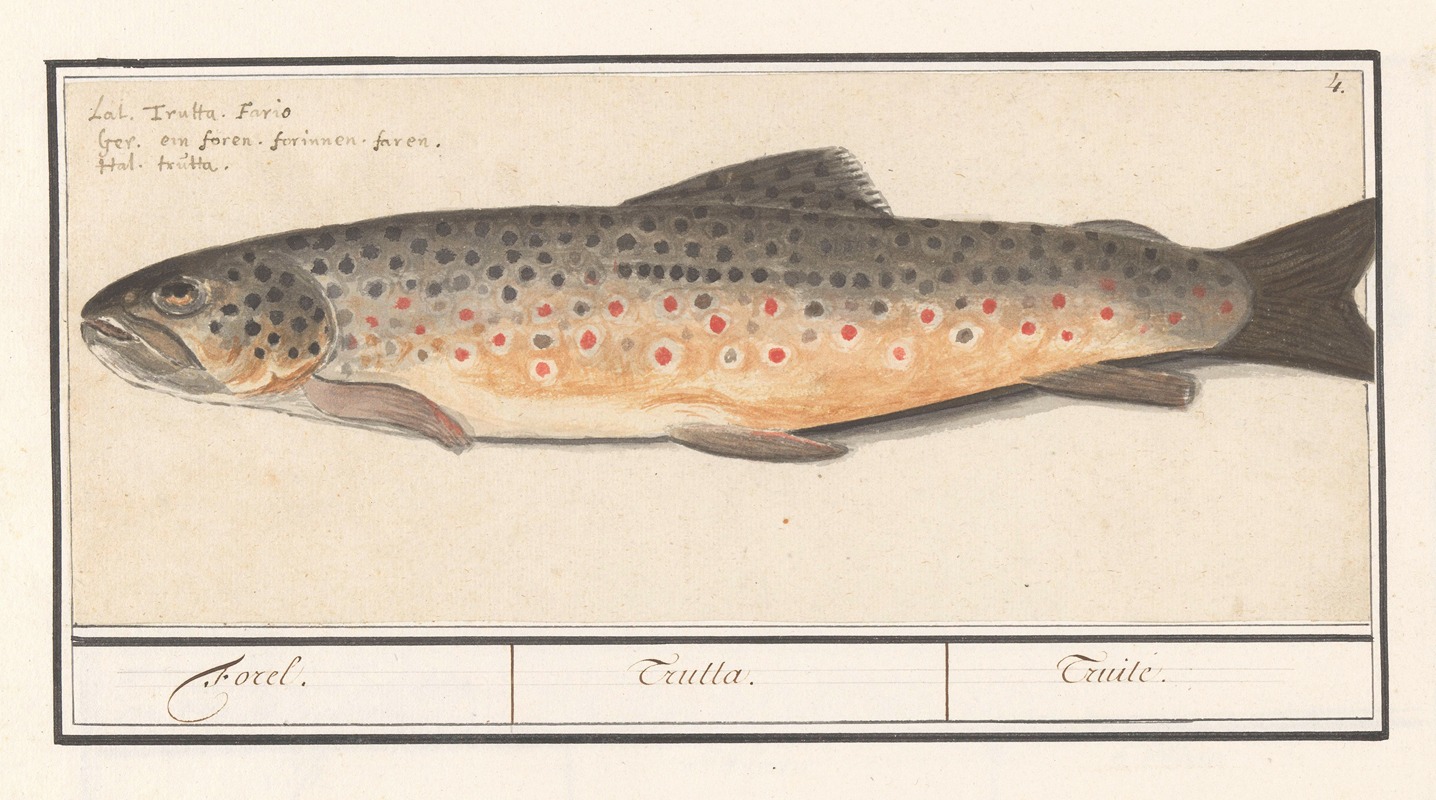 Forel (Salmo trutta) Forel. Trutta. Truile. — Anselmus Boëtius de Boodt