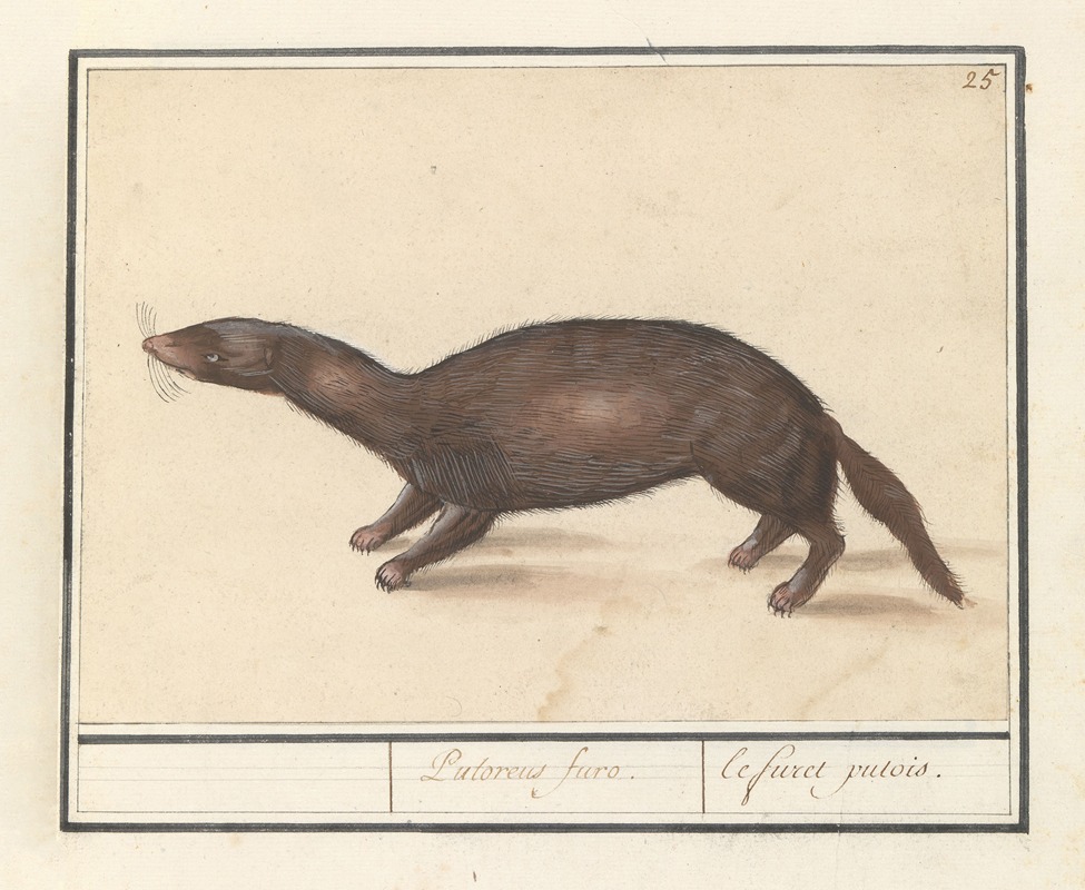 Fret (Mustela putorius furo) — Anselmus Boëtius de Boodt