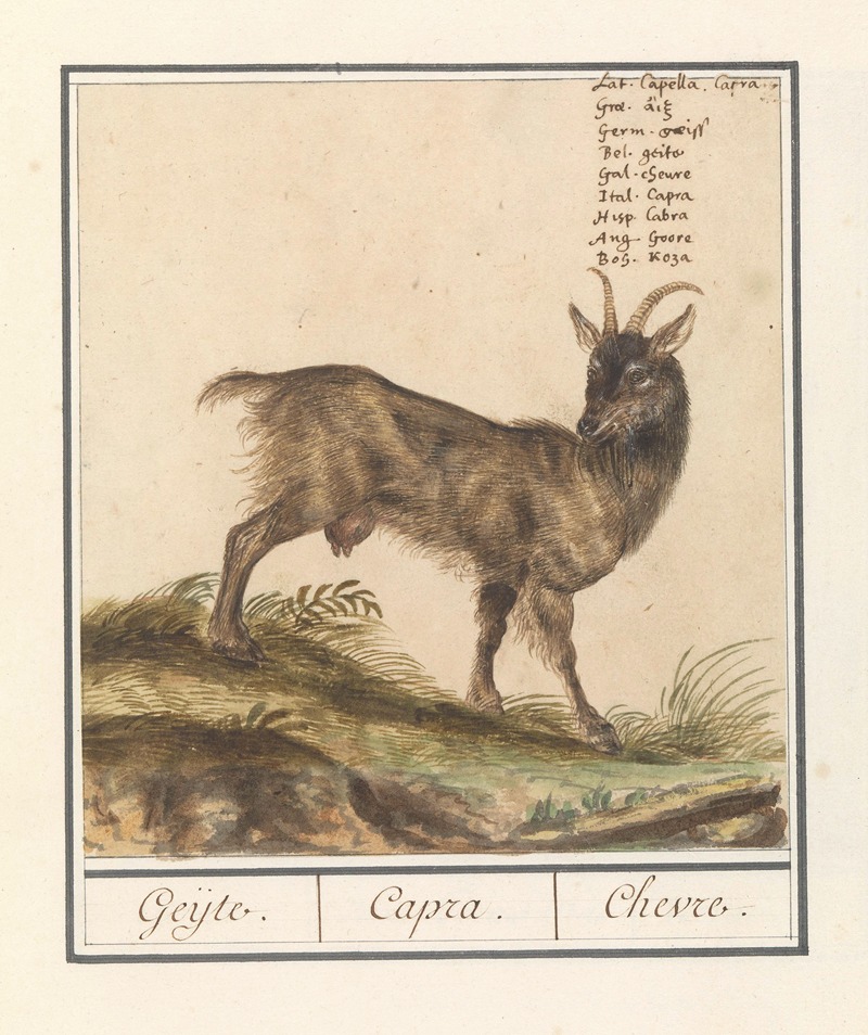 Geit (Capra hircus) Geijte Capra Chevre by Anselmus Boëtius de Boodt, 1596-1610 — digital art print download