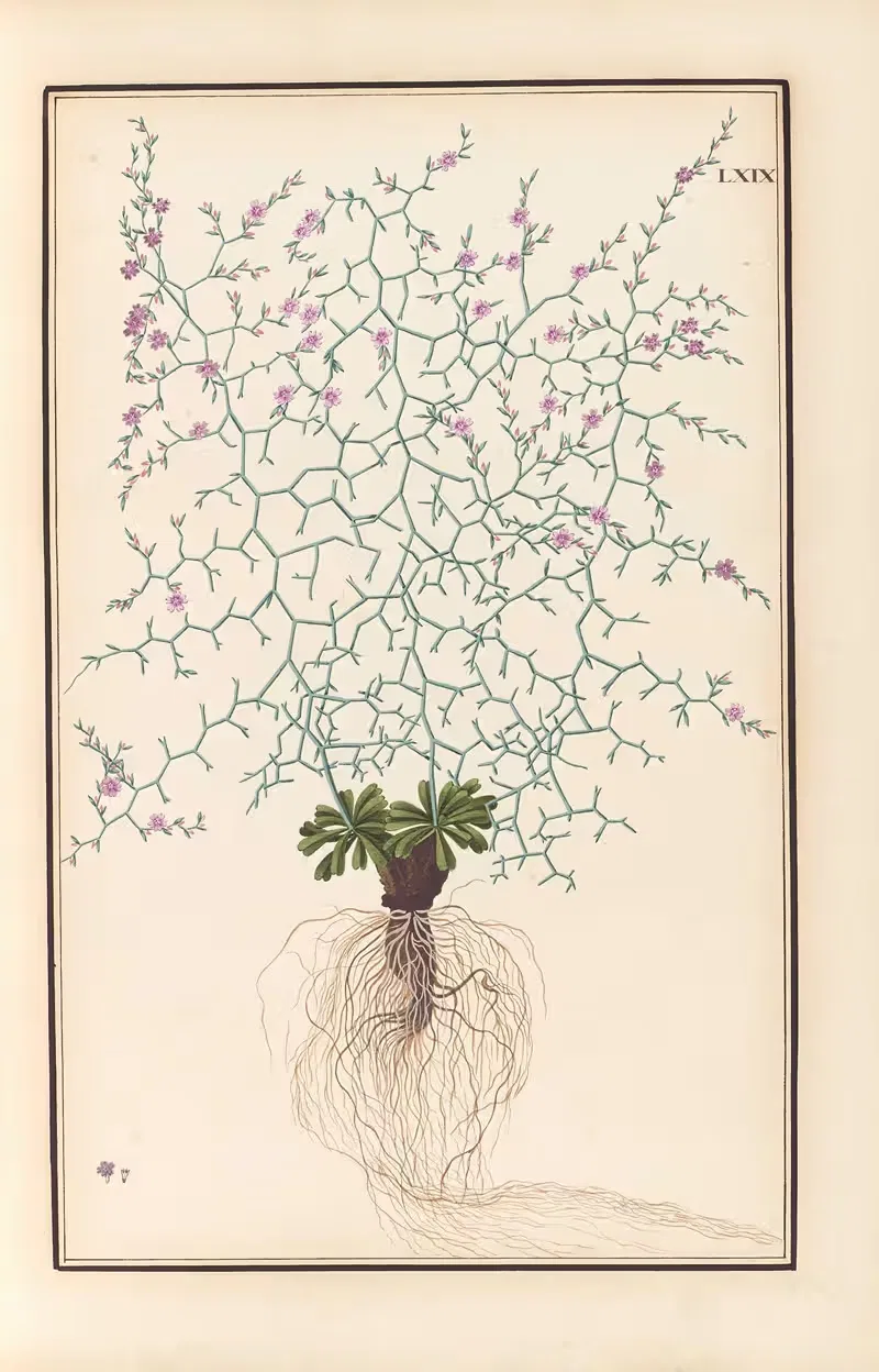 Stirpium imagines LXXV Pl.69 — Baldassare Cattrani