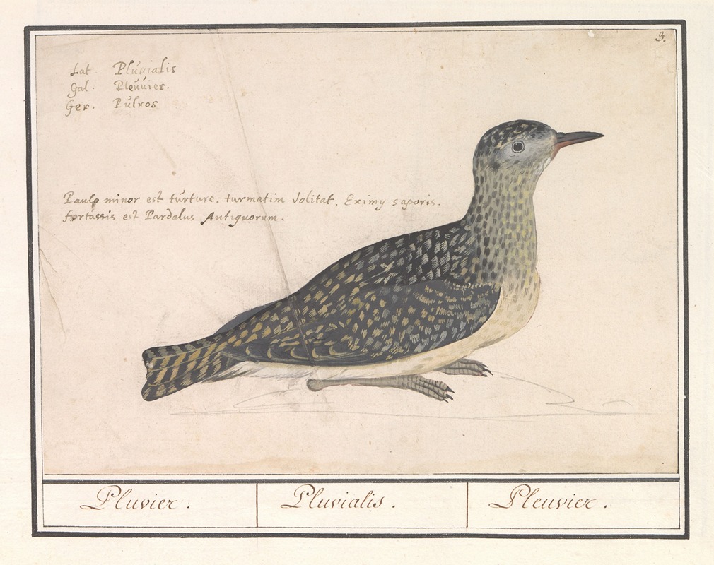 Goudplevier (Pluvialis apricaria) — Anselmus Boëtius de Boodt