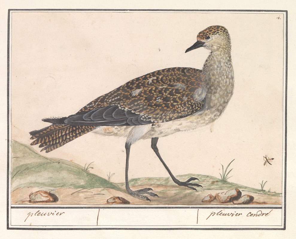 Goudplevier (Pluvialis apricaria) — Anselmus Boëtius de Boodt