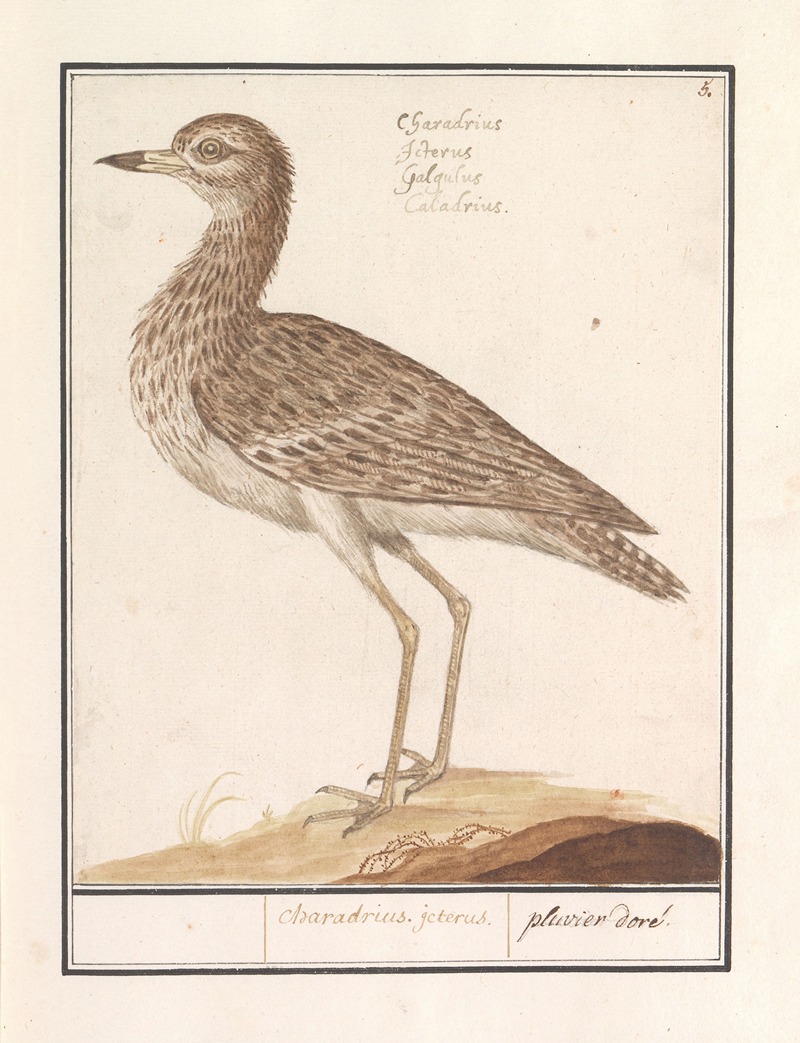 Goudplevier (Pluvialis apricaria) — Anselmus Boëtius de Boodt