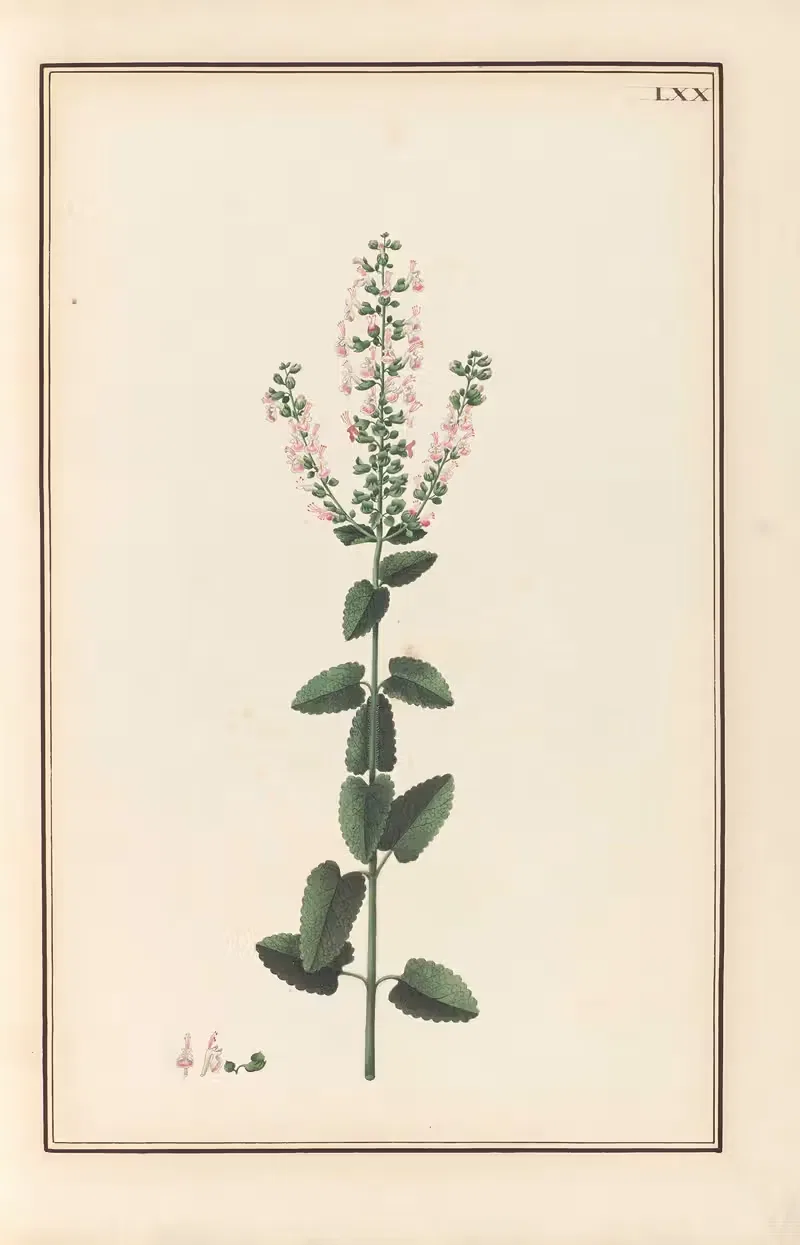 Stirpium imagines LXXV Pl.70 — Baldassare Cattrani
