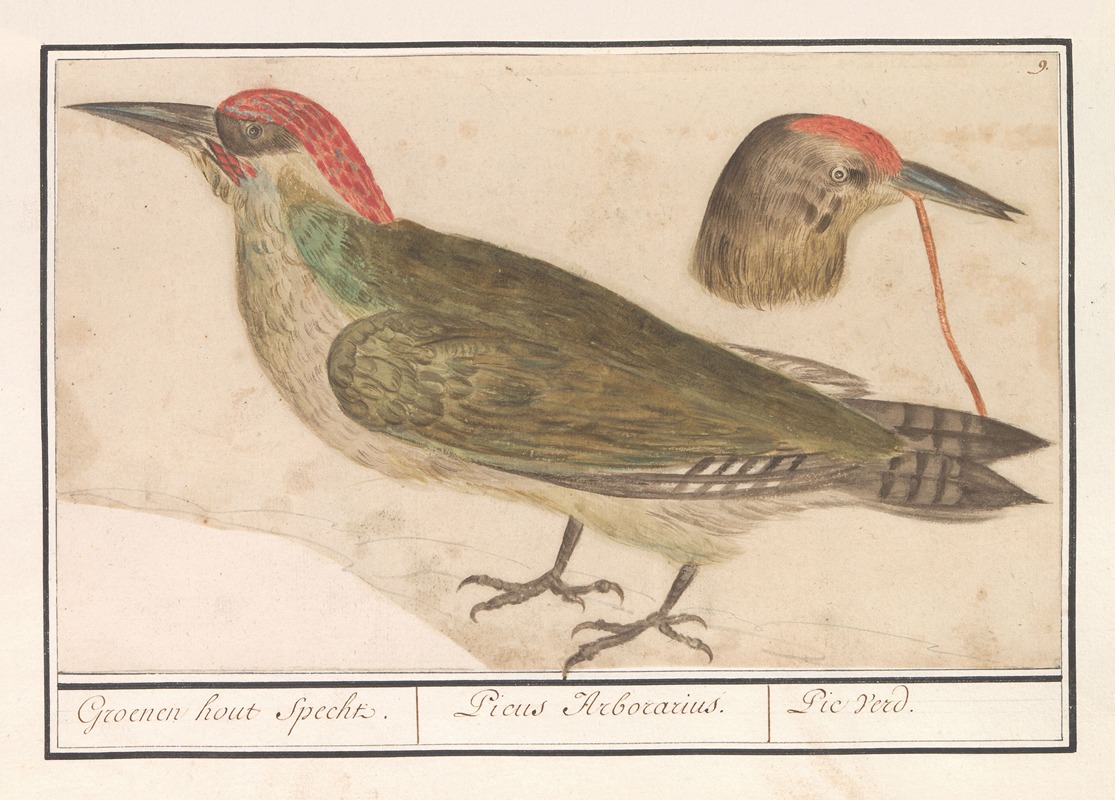 Groene specht (Picus viridis) by Anselmus Boëtius de Boodt, 1596-1610 — digital art print download