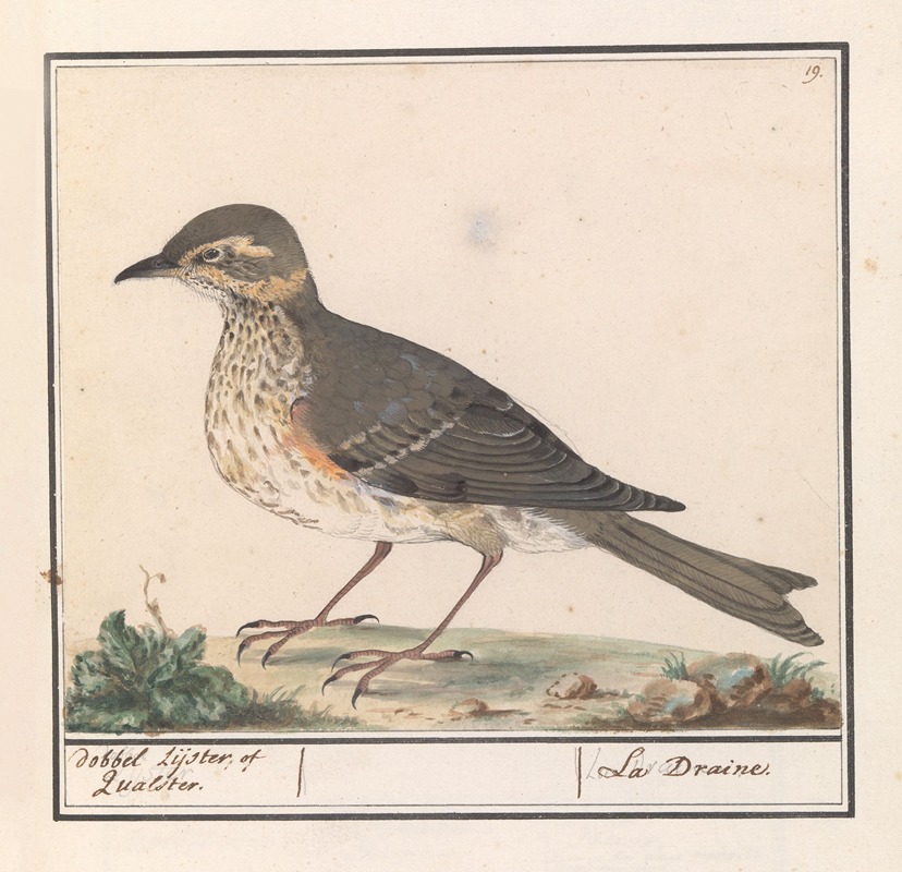 Grote Lijster (Turdus viscivorus) — Anselmus Boëtius de Boodt