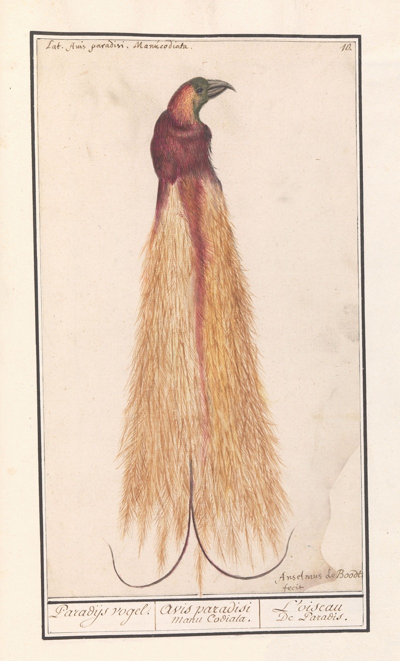 Grote paradijsvogel (Paradisaea apoda) — Anselmus Boëtius de Boodt