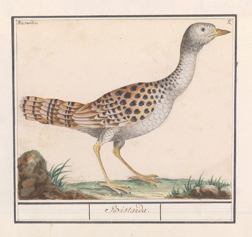 Grote trap (Otis tarda) by Anselmus Boëtius de Boodt, 1596-1610 — digital art print download