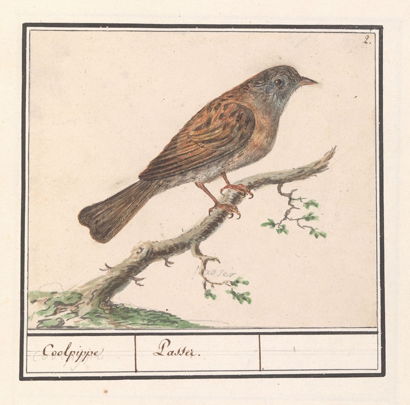 Heggenmus (Prunella modularis) by Anselmus Boëtius de Boodt, 1596-1610 — digital art print download
