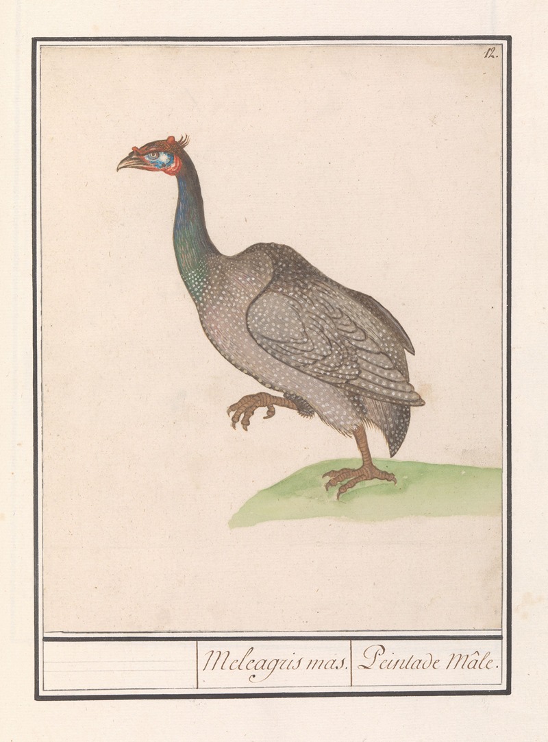 Helmparelhoen (Numida meleagris). by Anselmus Boëtius de Boodt, 1596-1610 — digital art print download
