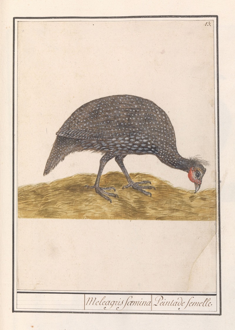 Helmparelhoen (Numida meleagris) by Anselmus Boëtius de Boodt, 1596-1610 — digital art print download