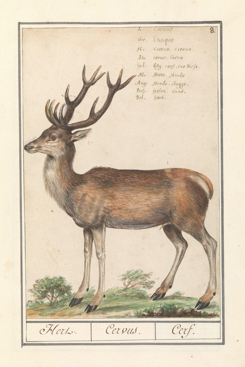 Hert (Cervidae) Hert. Cervus. Cerf. by Anselmus Boëtius de Boodt, 1596-1610 — digital art print download