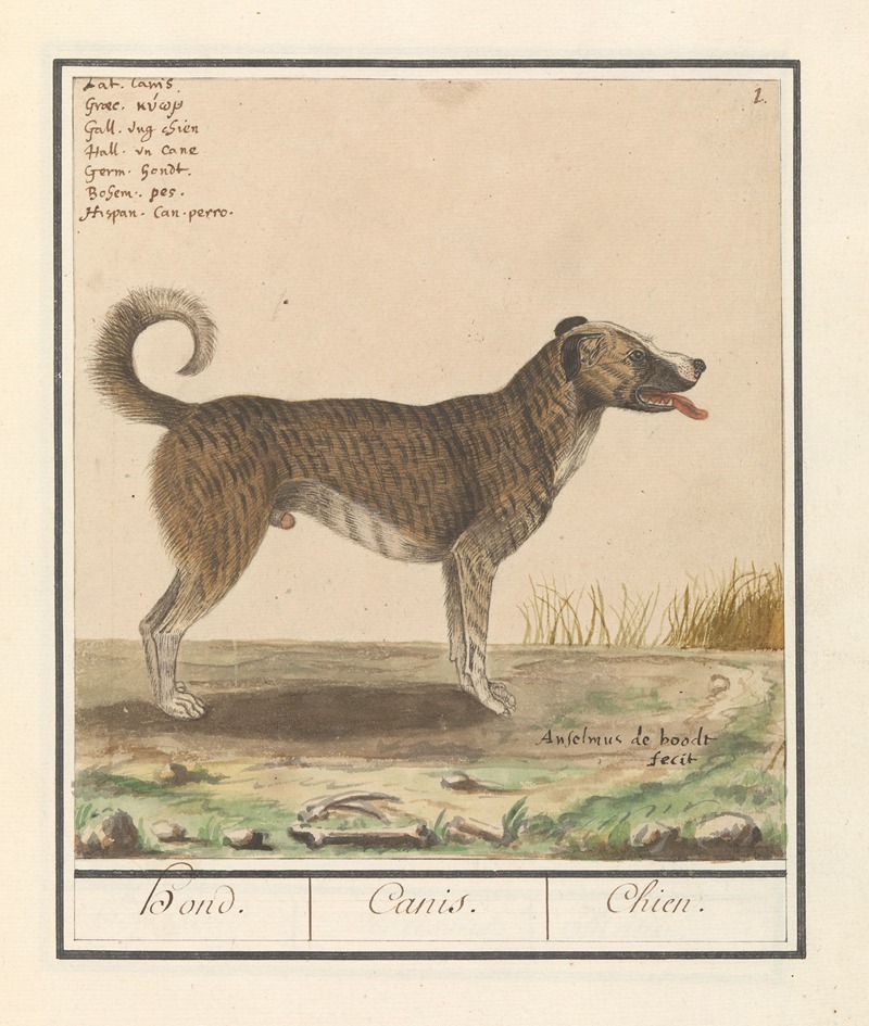 Hond (Canis lupus familiaris) — Anselmus Boëtius de Boodt