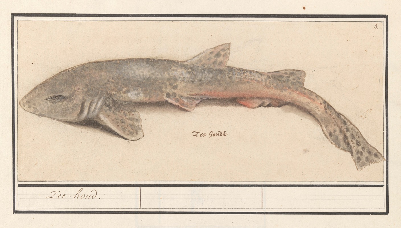 Hondshaai (Scyliorhinus canicula) Zee-hond — Anselmus Boëtius de Boodt