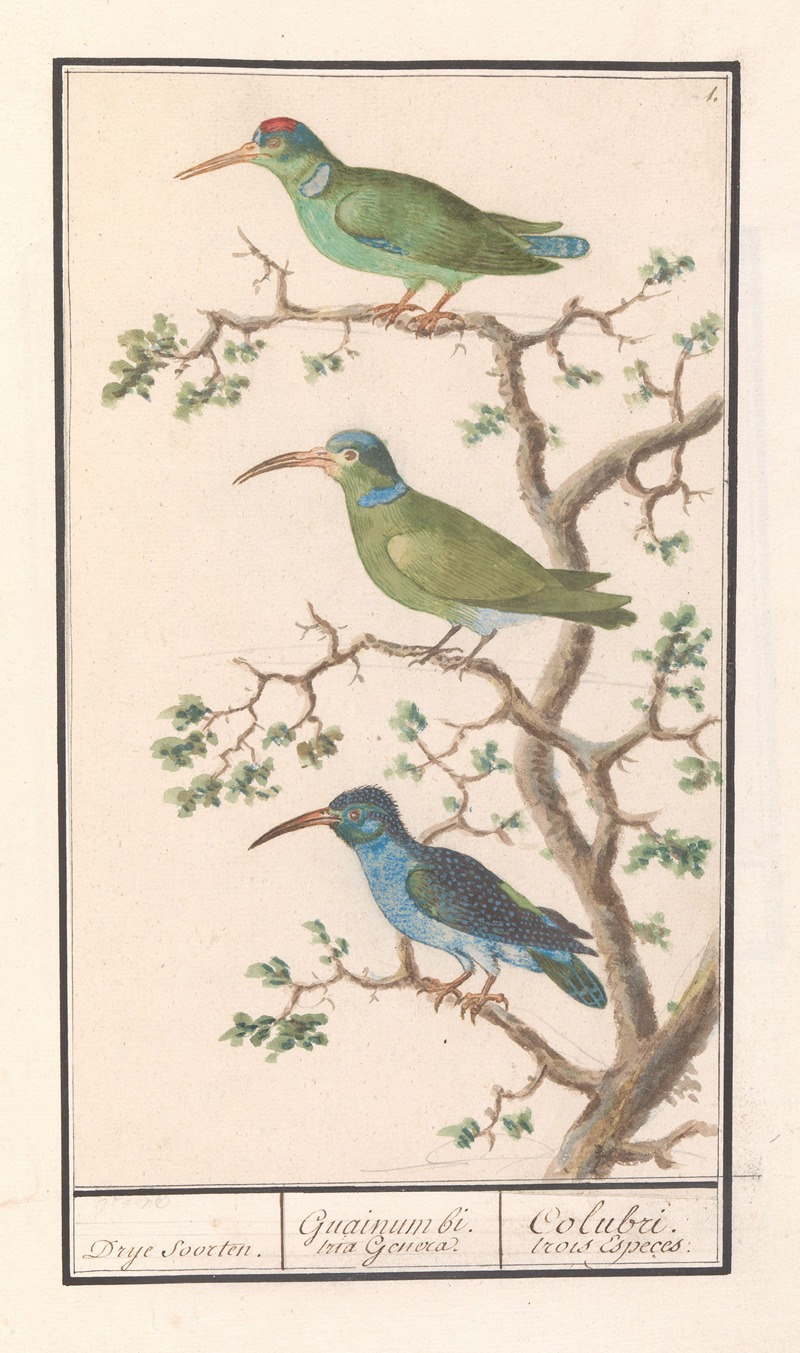 Honingzuigers (Nectariniidae) by Anselmus Boëtius de Boodt, 1596-1610 — digital art print download