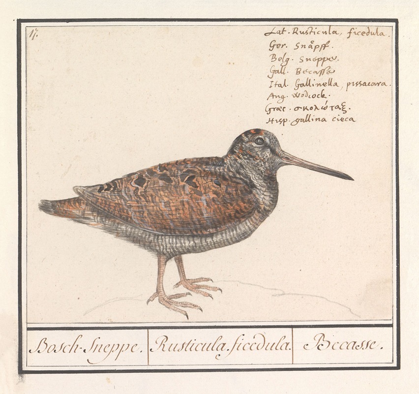 Houtsnip (Scolopax rusticola) by Anselmus Boëtius de Boodt, 1596-1610 — digital art print download