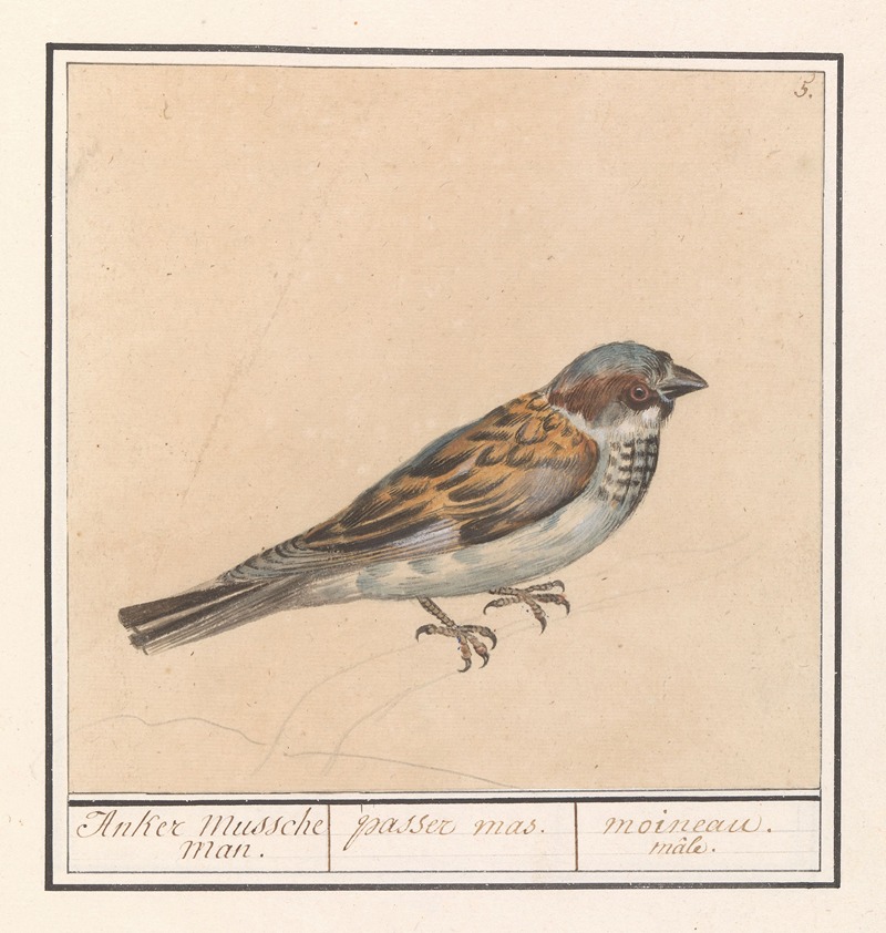 Huismus (Passer domesticus) by Anselmus Boëtius de Boodt, 1596-1610 — digital art print download