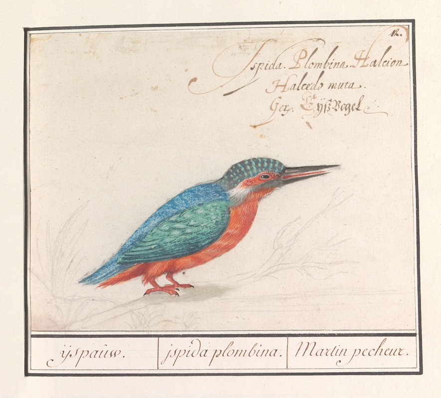 IJsvogel (Alcedo atthis) by Anselmus Boëtius de Boodt, 1596-1610 — digital art print download