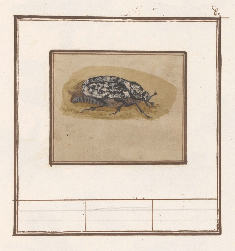 Julikever (Polyphylla fullo) by Anselmus Boëtius de Boodt, 1596-1610 — digital art print download