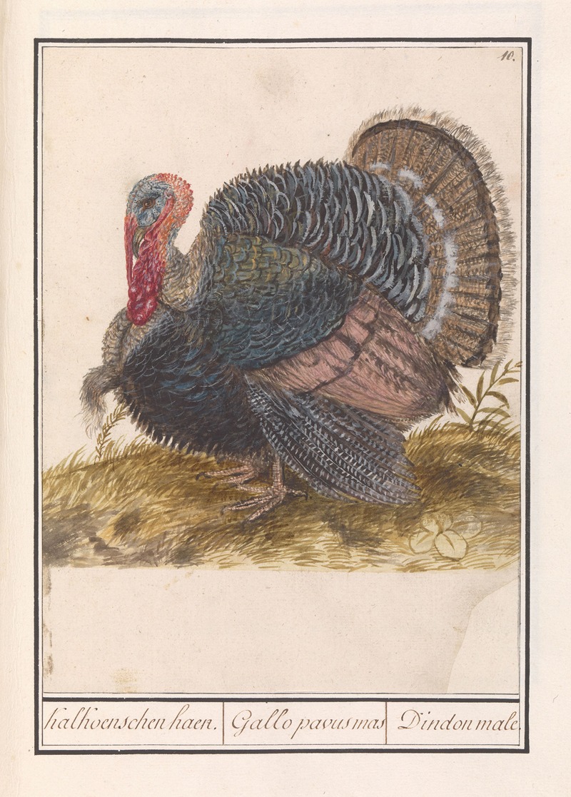 Kalkoen (Meleagris gallopavo). — Anselmus Boëtius de Boodt