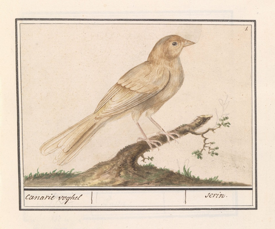 Kanarie (Serinus canaria) by Anselmus Boëtius de Boodt, 1596-1610 — digital art print download