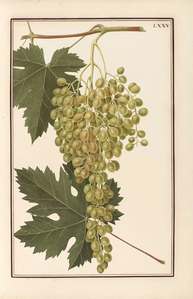 Stirpium imagines LXXV Pl.75 — Baldassare Cattrani