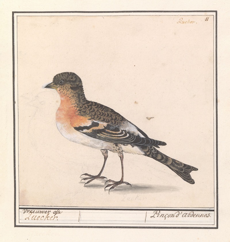 Keep (Fringilla montifringilla) by Anselmus Boëtius de Boodt, 1596-1610 — digital art print download