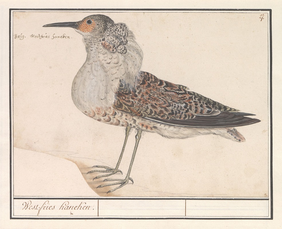Kemphaan (Philomachus pugnax). by Anselmus Boëtius de Boodt, 1596-1610 — digital art print download