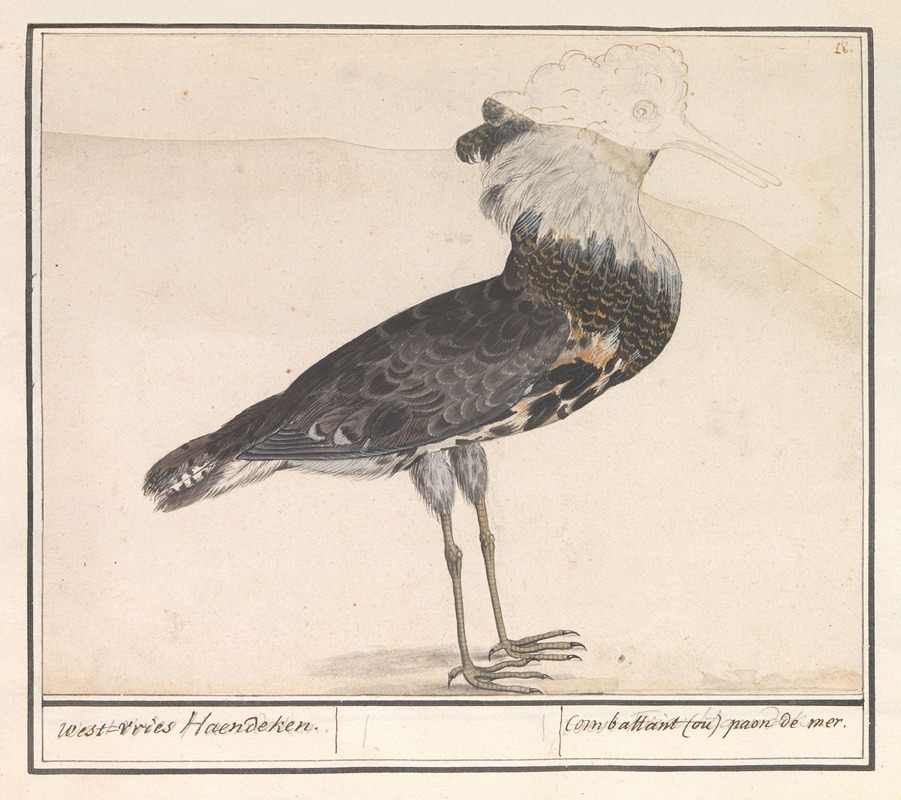 Kemphaan (Philomachus pugnax) by Anselmus Boëtius de Boodt, 1596-1610 — digital art print download