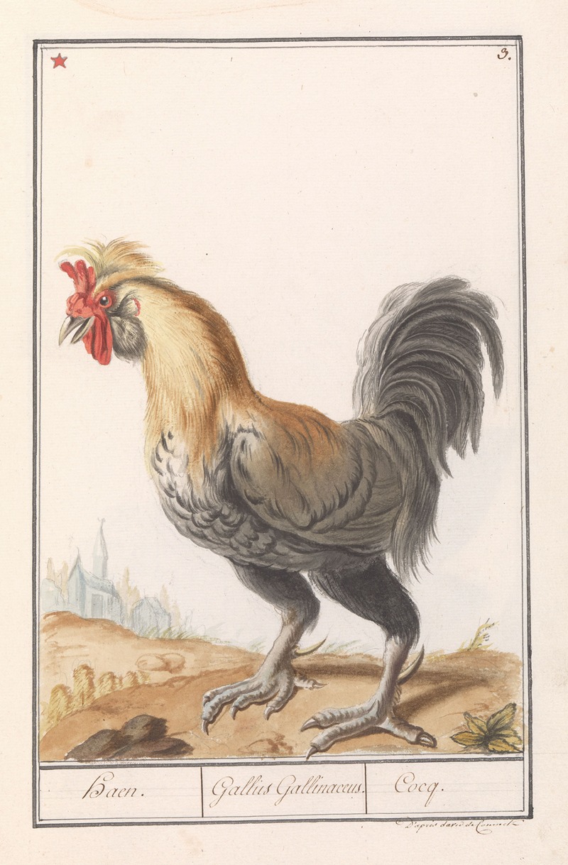 Kip (Gallus gallus domesticus) — Anselmus Boëtius de Boodt