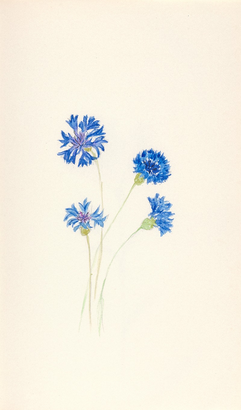 Blue cornflower (Centaurea cyanus) by Beatrice Dabney Penati Adams, 1960 — digital art print download