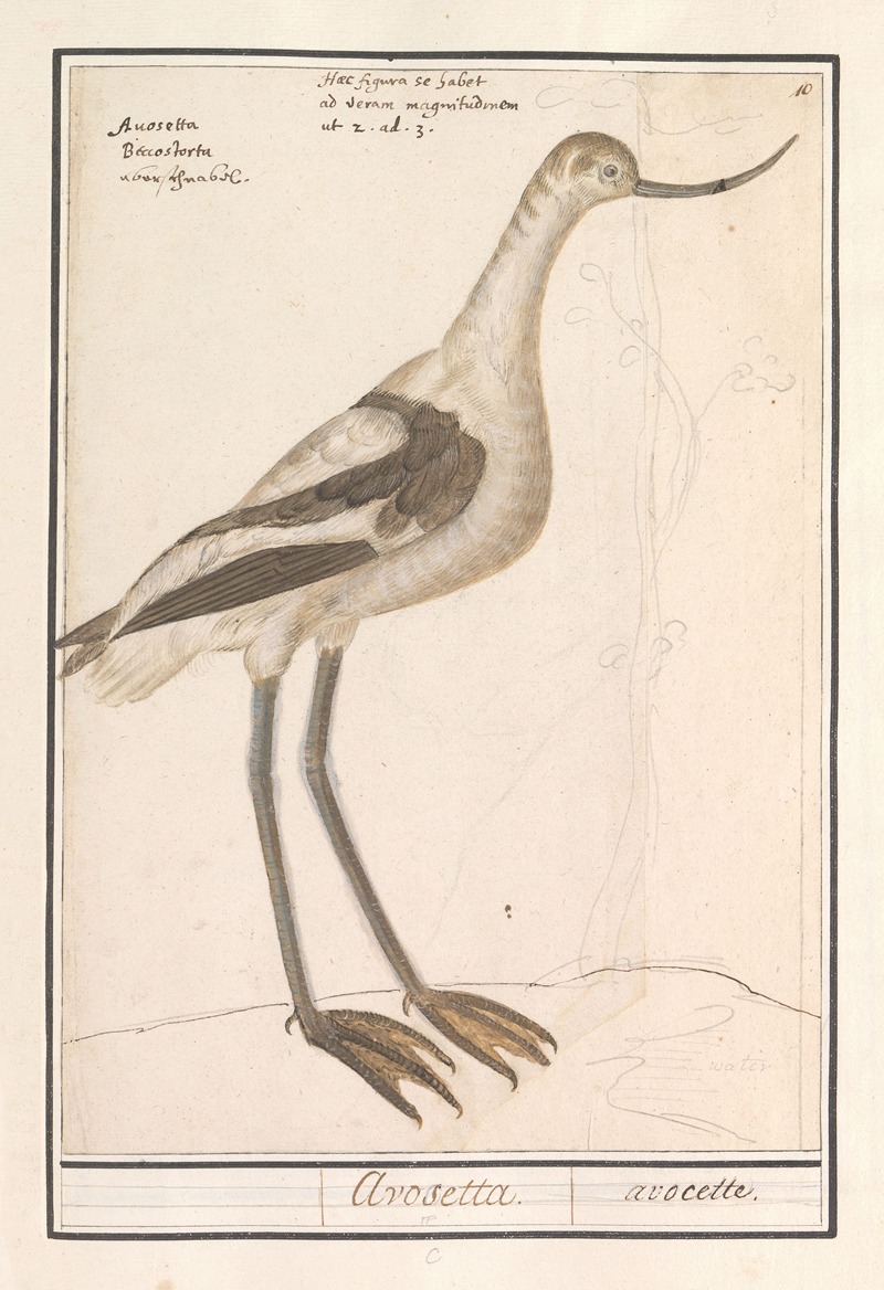 Kluut (Recurvirostra avosetta) by Anselmus Boëtius de Boodt, 1596-1610 — digital art print download