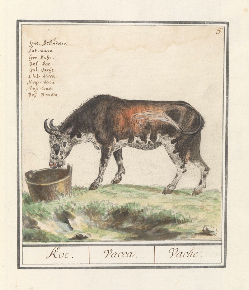 Koe (Bos taurus) Koe. Vacca. Vache.. — Anselmus Boëtius de Boodt