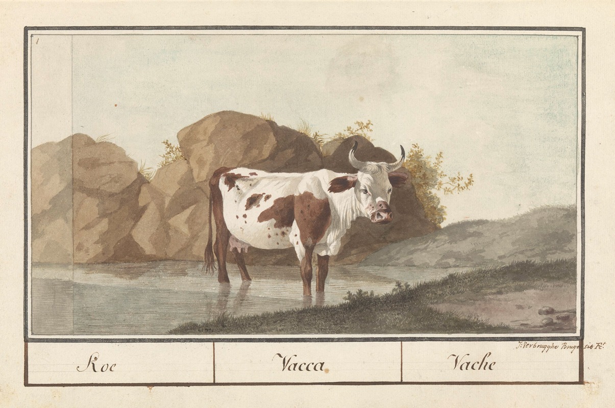 Koe (Bos taurus) Koe. Vacca. Vache. — Anselmus Boëtius de Boodt