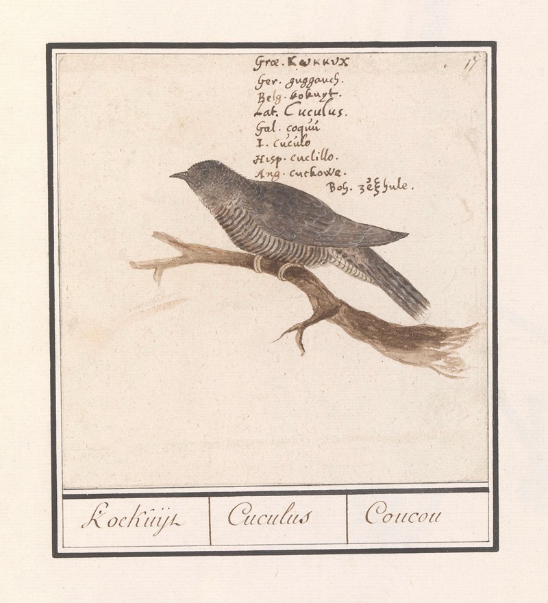 Koekoek (Cuculus canorus) Koekuijl Cuculus Coucou — Anselmus Boëtius de Boodt