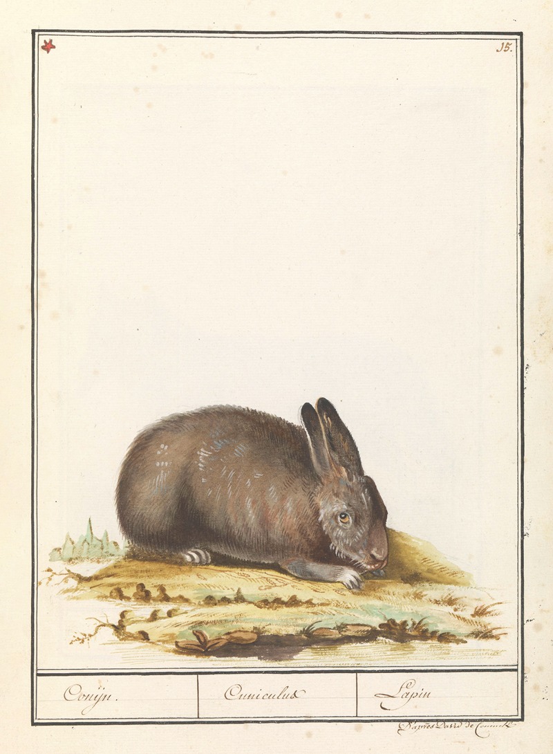 Konijn (Oryctolagus cuniculus) Conijn. Cuniculus Lapin. by Anselmus Boëtius de Boodt, 1596-1610 — digital art print download
